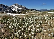 Primavera al Monte Campo, neve al Laghetto di Pietra Quadra -20magg21 - FOTOGALLERY